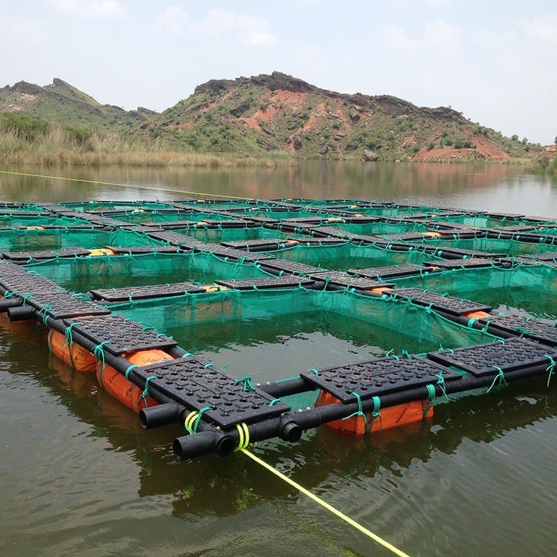 Rangée de cages flottantes en HDPE amarrées sur un lac, filets verts et flotteurs, utilisées pour l'élevage du tilapia